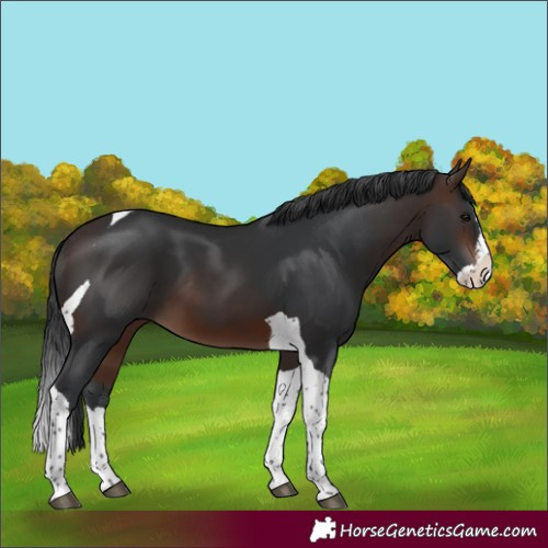 Horse Color:Brown Splash Tobiano 