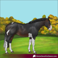 Horse Color:Brown Splash Tobiano