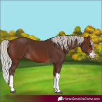 Horse Color:Silver Bay Splash
