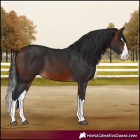 Horse Color:Bay Splash 