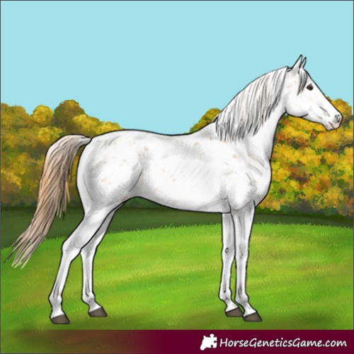 Horse Color:Chestnut Sabino