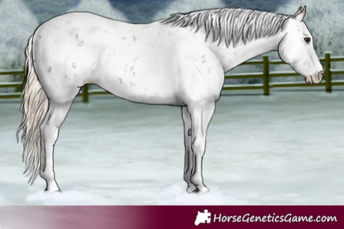 Horse Color:Chestnut Sabino 