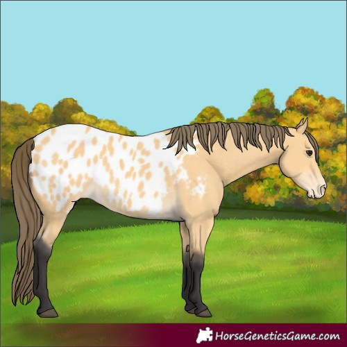 Horse Color:Buckskin Appaloosa