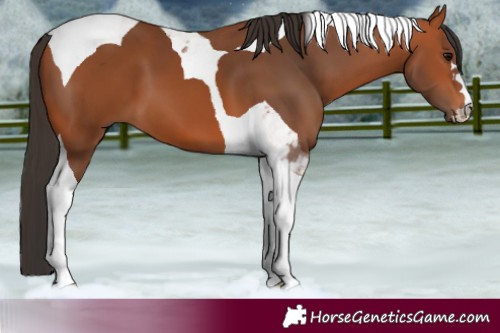 Horse Color:Bay Tobiano 