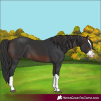 Horse Color:Brown Splash