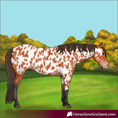 Horse Color:Bay Appaloosa 