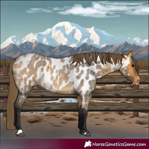 Horse Color:Buckskin Roan Appaloosa 