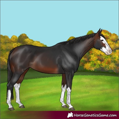 Horse Color:Bay Splash 