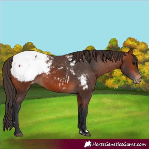 Horse Color:Bay Snowcap 