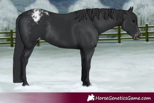 Horse Color:Black Varnish Rabicano 