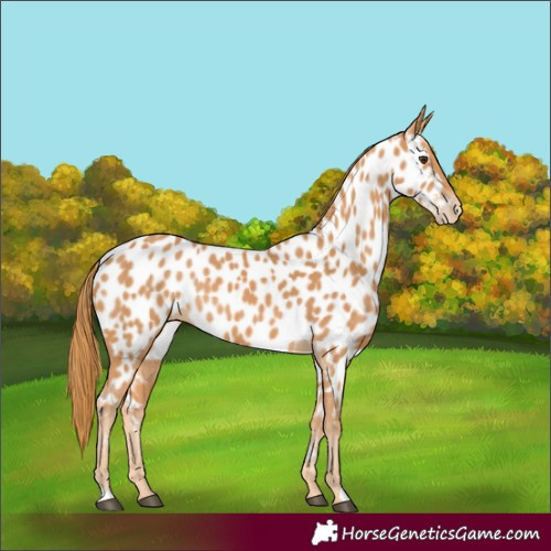 Horse Color:Chestnut Appaloosa
