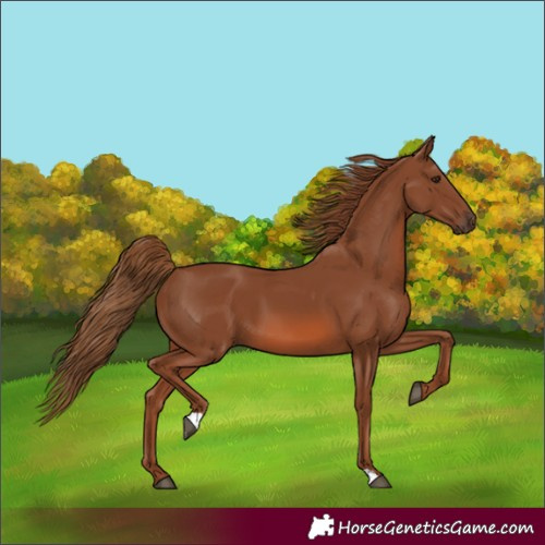 Horse Color:Chestnut 