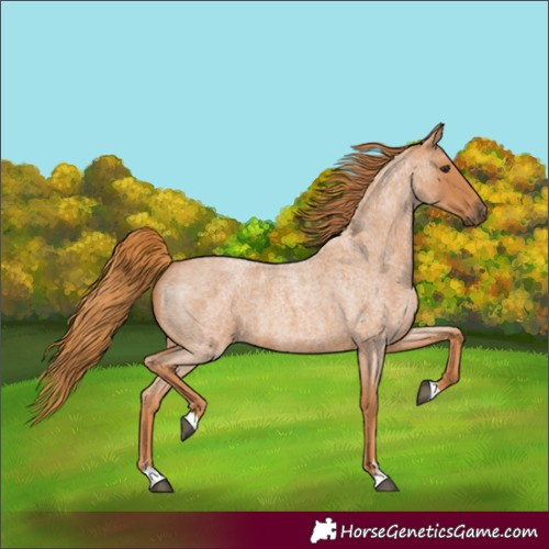 Horse Color:Red Roan 