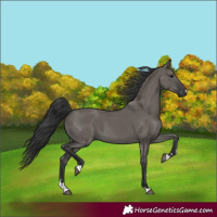 Horse Color:Grullo 