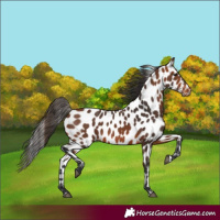 Horse Color:Bay Appaloosa 