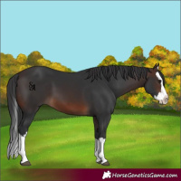 Horse Color:Brown Splash 
