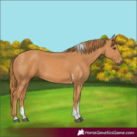 Horse Color:Chestnut Tobiano 