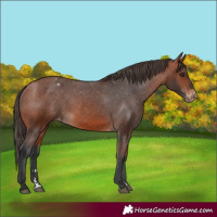 Horse Color:Bay Varnish 