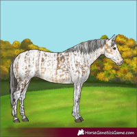 Horse Color:Buckskin Dun  and White Spotted Buckskin Dun 