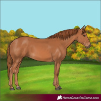 Horse Color:Chestnut Rabicano 