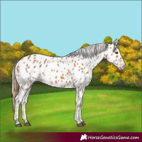Horse Color:Chestnut Appaloosa 