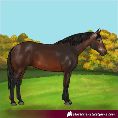 Horse Color:Gray Bay 