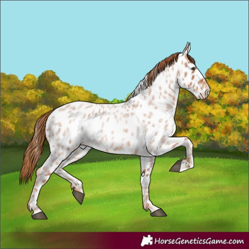 Horse Color:Red Roan Appaloosa 