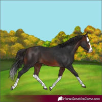 Horse Color:Brown Splash 