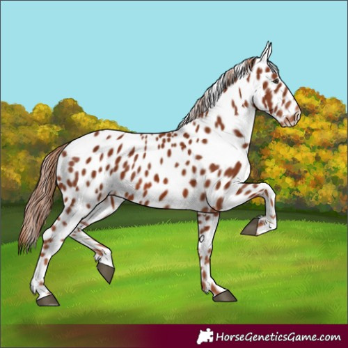 Horse Color:Chestnut Appaloosa
