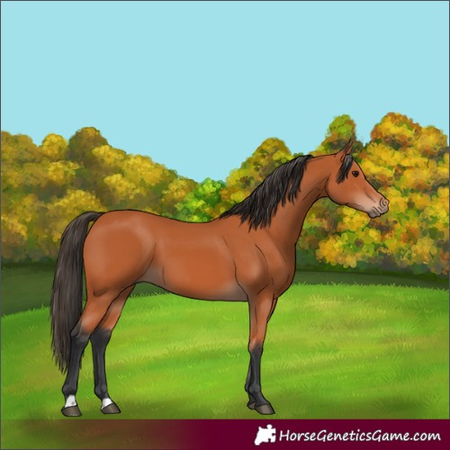 Horse Color:Bay 