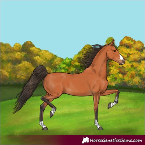 Horse Color:Unknown 