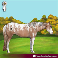 Horse Color:Powder White Black Pearl