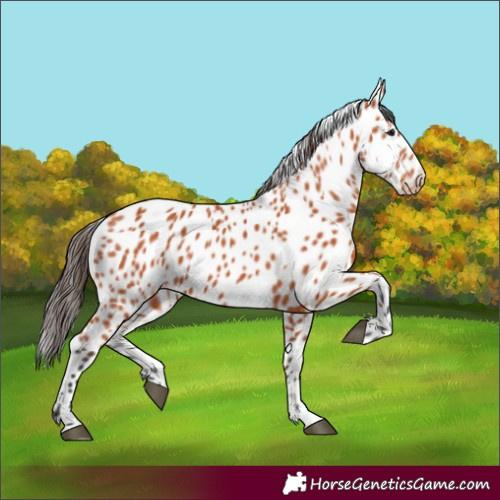 Horse Color:Bay Appaloosa