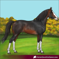 Horse Color:Bay Splash