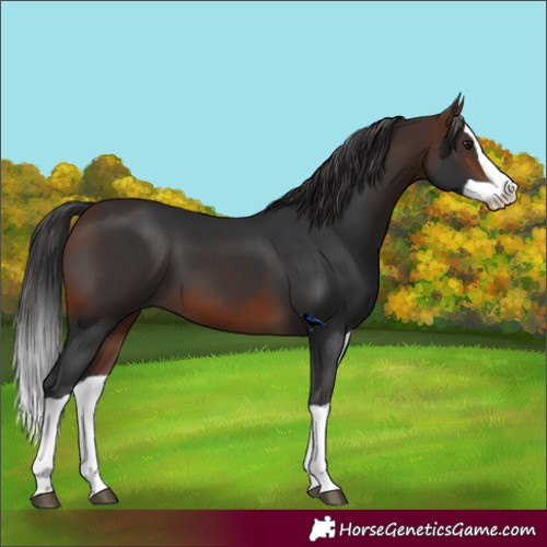 Horse Color:Brown Splash