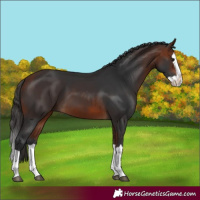 Horse Color:Bay Splash 