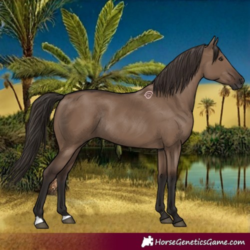 Horse Color:Liver Red Dun Rabicano 
