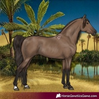 Horse Color:Liver Red Dun Rabicano 