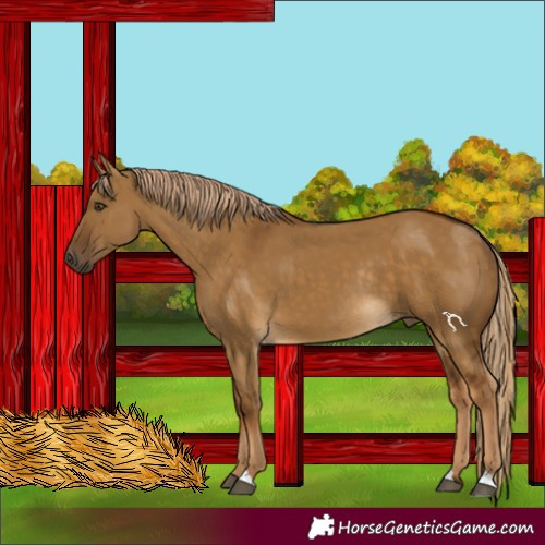 Horse Color:Chocolate Palomino Dun Rabicano