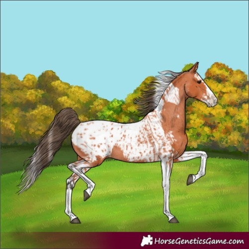 Horse Color:Bay Splash Tobiano Appaloosa  and Bay Splash Tobiano Appaloosa 