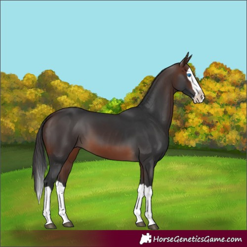 Horse Color:Brown Splash 