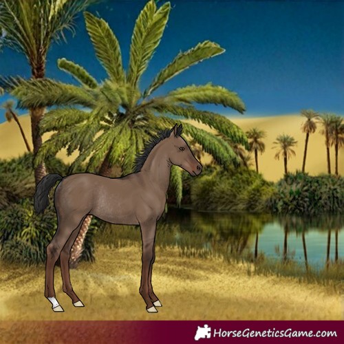 Horse Color:Liver Red Dun Rabicano 