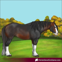 Horse Color:Bay Splash