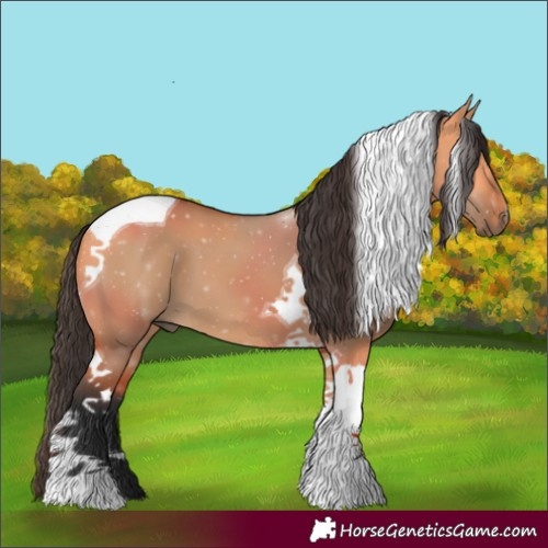 Horse Color:Bay Dun Tobiano 