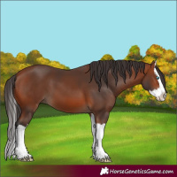 Horse Color:Bay Splash