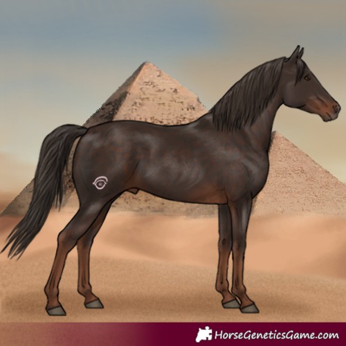Horse Color:Liver Chestnut Rabicano 