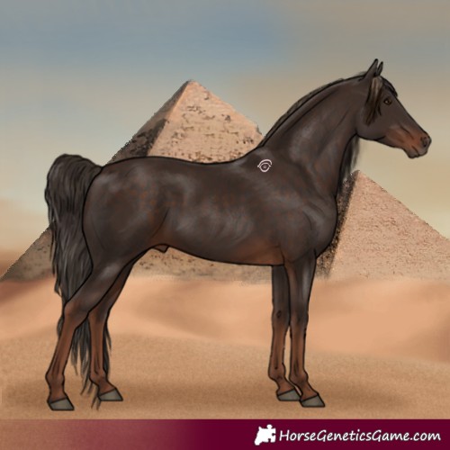 Horse Color:Liver Chestnut Rabicano 