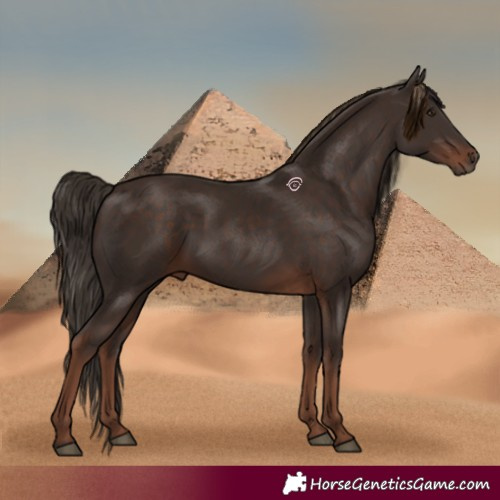 Horse Color:Liver Chestnut Rabicano 