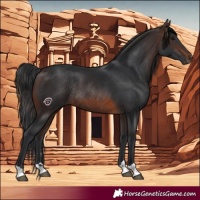 Horse Color:Brown Rabicano 
