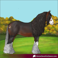 Horse Color:Bay Splash 